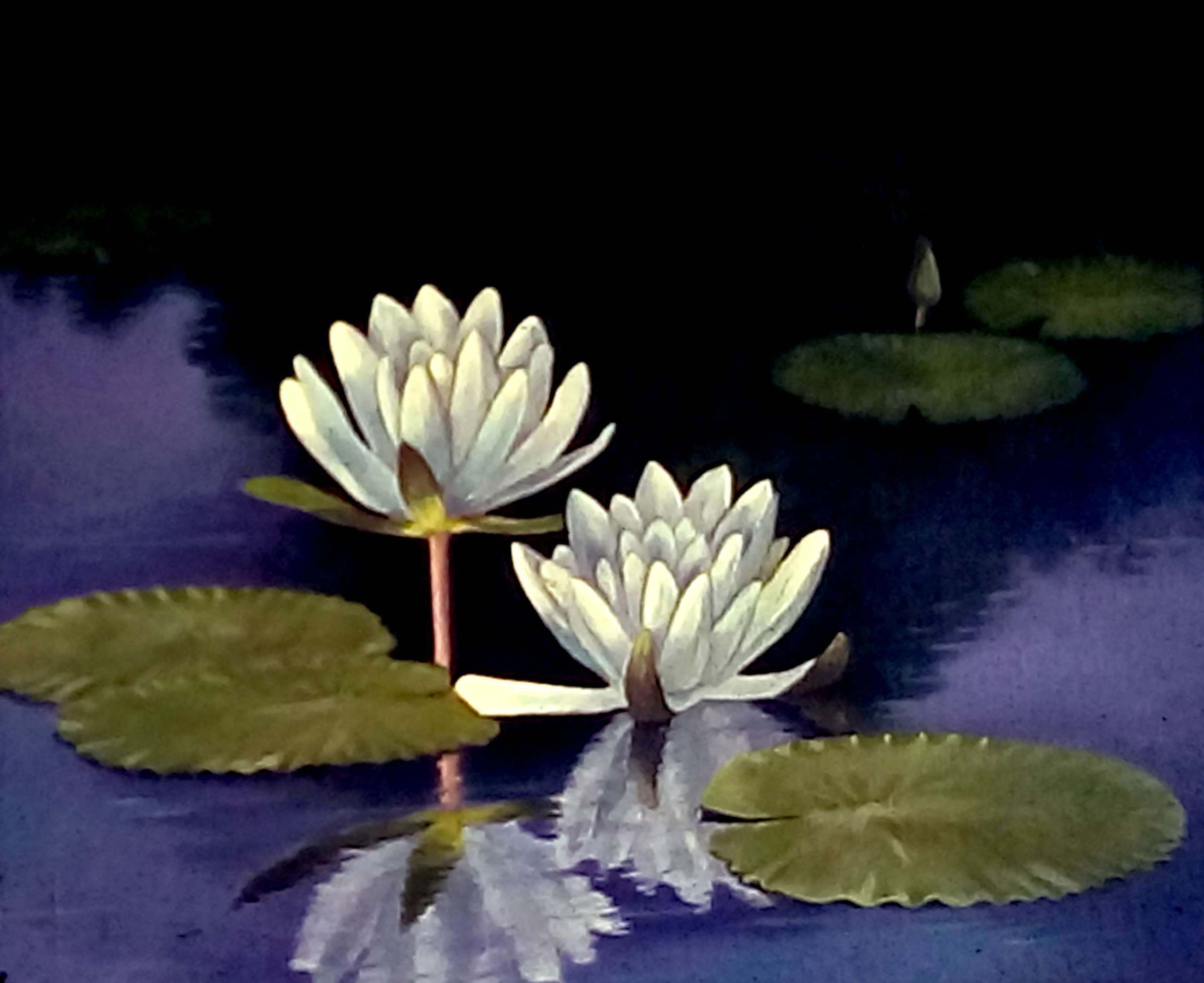 White lotus