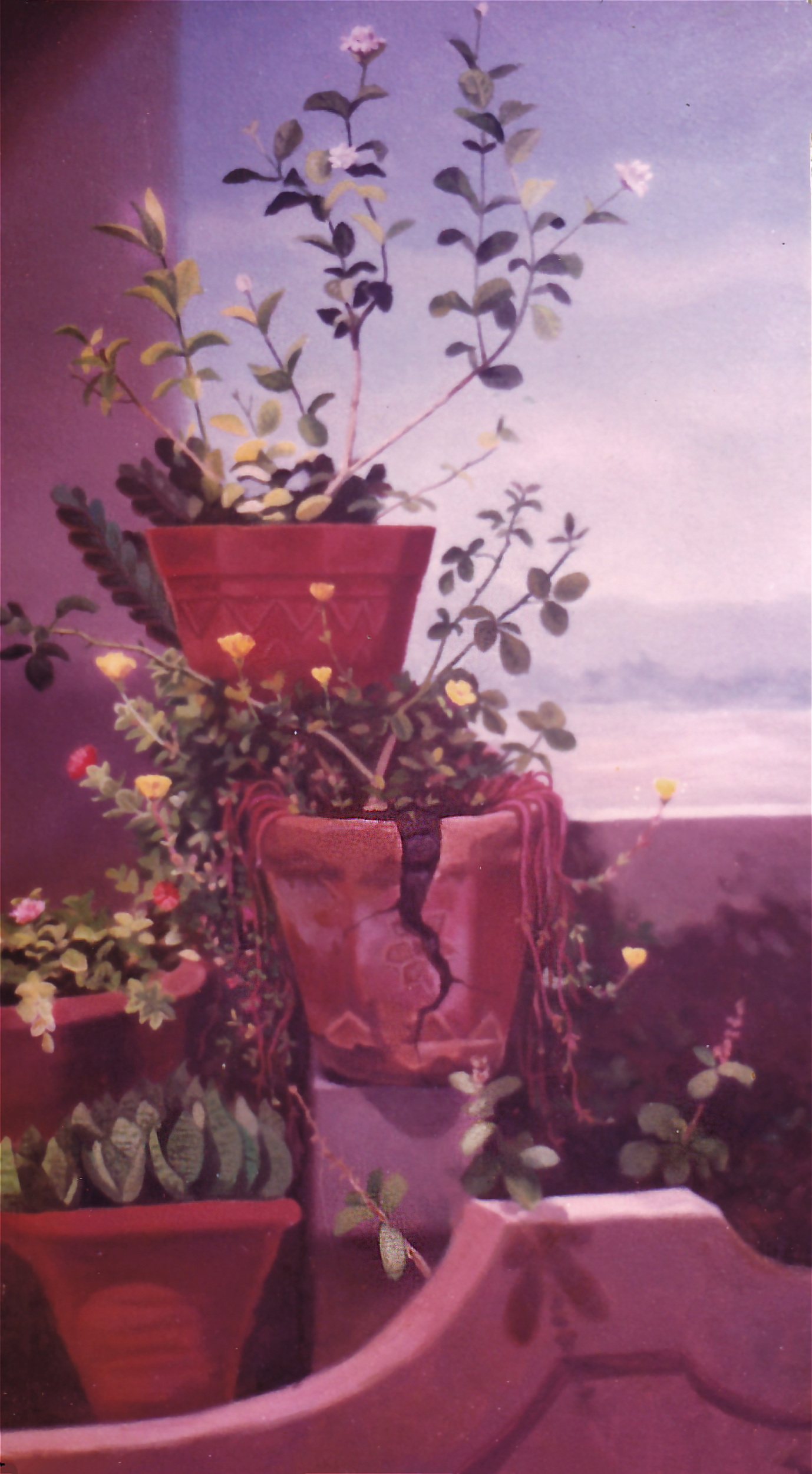 Blossom in Broken Pot